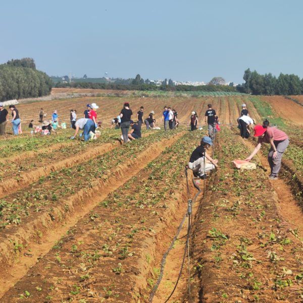 התנדבות בחקלאות